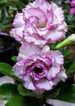 4 Pc Seeds Purple White Desert Rose Flower, Adenium Seeds for Planting | RK - £16.78 GBP