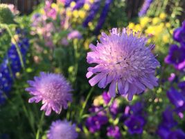 100 seeds Pincushion Flower Scabiosa Purple Blue Perennial organic From US - £7.84 GBP
