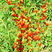 500 Goji Berry Fruit Seeds - £13.78 GBP