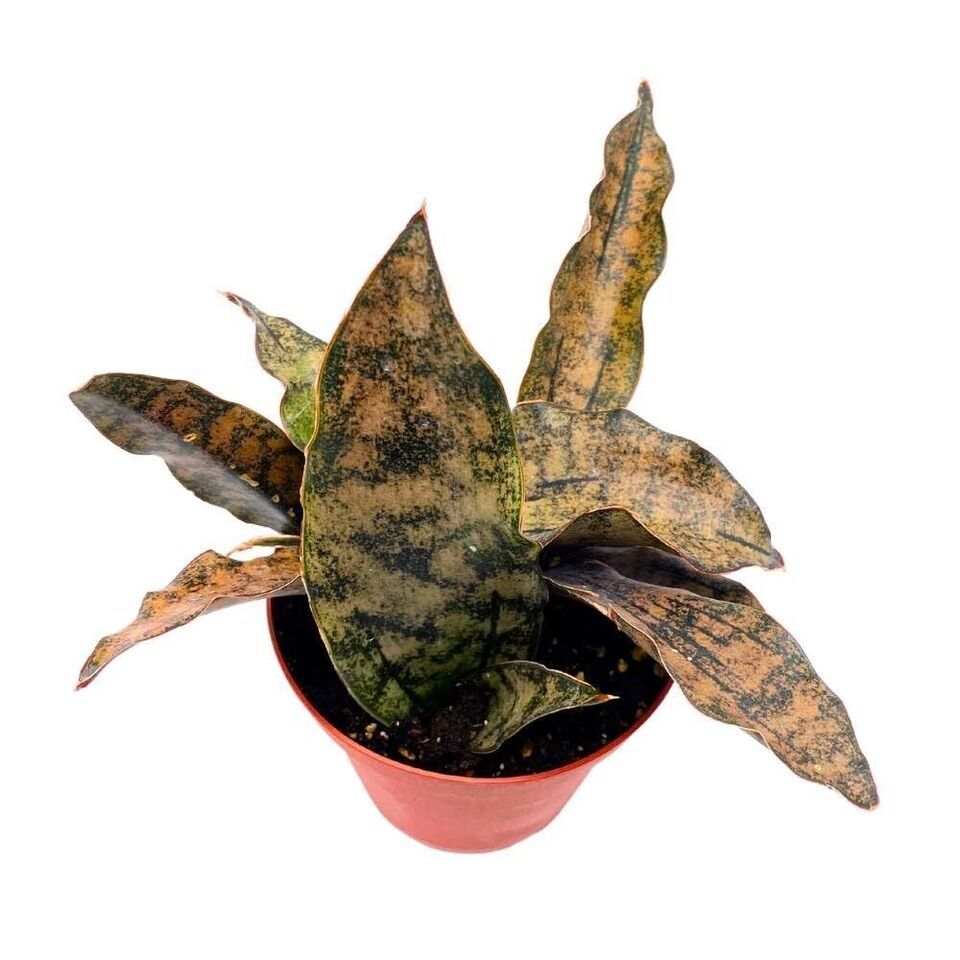 Samurai Dwarf 4 inch Sansevieria Kirk and 50 similar items