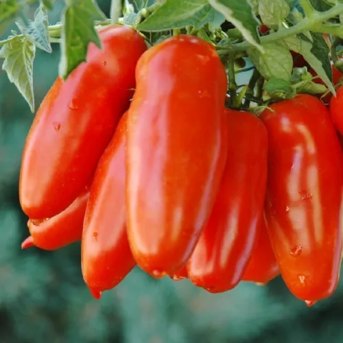 San Marzano Tomato Seeds, NON-GMO, ORGANIC, HEIRLOOM - €3,43 EUR San Marzano Tomato Seeds, NON-GMO, ORGANIC, HEIRLOOM - €3,43 EUR