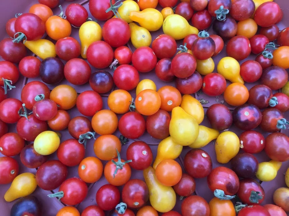 WWATER 100 Seeds Mix Cherry Tomato Orange Sungold,Blue Berries,Yellow Pear,Red - $11.00