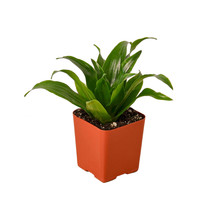 Dragon Plant in 4-inch Nursery Pot, Gorgeous Dragon Tree, Dracaena &#39;Janet Craig&#39; - £17.91 GBP