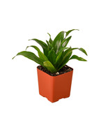 Dragon Plant in 4-inch Nursery Pot, Gorgeous Dragon Tree, Dracaena &#39;Jane... - €19,47 EUR