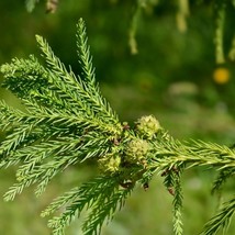 Rare Cryptomeria Japonica Seeds - Authentic Japanese Cedar, Ideal for Bonsai Ent - £5.99 GBP