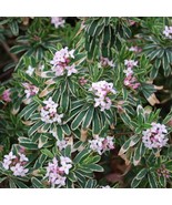 THJAR Daphne Burkwoodii Carol Mackie Variegated Daphne 4 Inch Pot Size Plant - $52.99