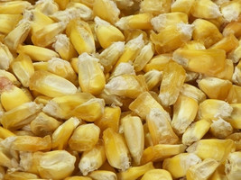 35 Giant Peruvian Popping Corn Seed-1215 - £3.16 GBP