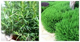 150 Seeds Fragrant Finesse: Blue Flowering Rosemary Seed Garden Seeds  - £22.34 GBP