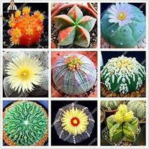 From US 100 pc Lithops Plants 24 Kinds Cactus Organic Garden High Germination - £7.26 GBP