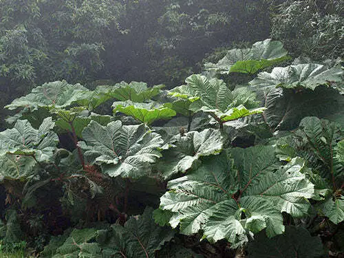 Gunnera Insignis Poor Man&#39;S Parasol Or Umbrella 50 Seeds Fresh Garden - £26.84 GBP