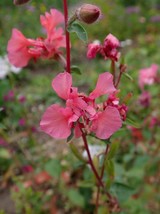 Mountain Garland Scarlet Clarkia unguiculata 300 Seeds Free Shipping - $75.58 MXN