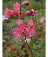 Mountain Garland Scarlet Clarkia unguiculata 300 Seeds Free Shipping - $76.02 MXN