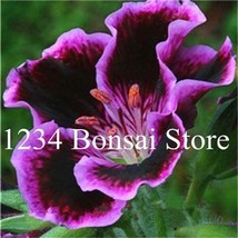 100 Pcs Real Gloxinia Plant Bonsai Sinningia Gloxinia Flower Plant Potted Gloxin - $10.88