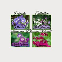 USA Seller Pick A 4 Pack Of Primula Seed Free Shipping - £17.94 GBP