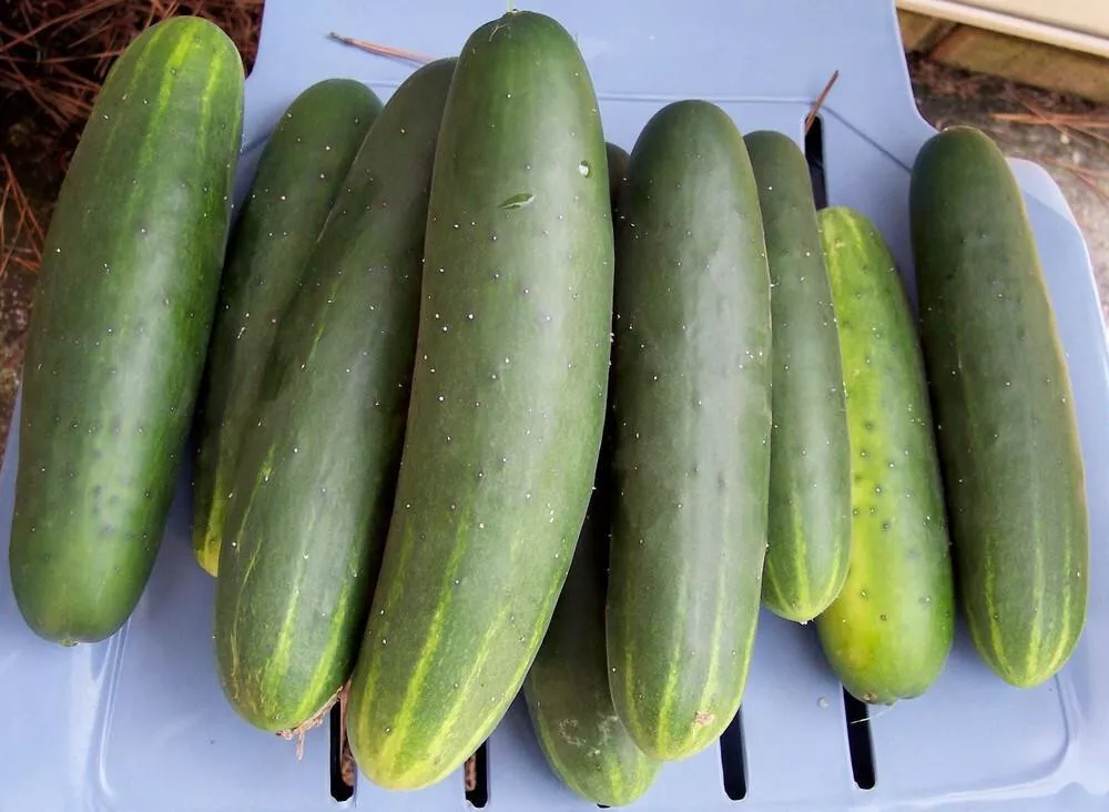 25 Seeds Indy Cucumbers Edible Fresh USA Fast Shipping - $16.50