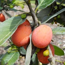 Imbe Garcinia Livingstonei In 4 Inch Or 6 Inch Pot African Mangosteen Ne... - £50.24 GBP