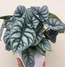 Alocasia Baginda Silver Dragon Elephant Ears One Rooted Dormant Live Bulb - £26.30 GBP