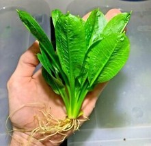 SGH Buy 2 Get 1 Free Echinodorus Rosette Sword Amazon Plant Live Aquarium Plants - $11.99