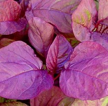 50 Seeds Amaranth Chinese Spinach Asia Red Vegetable Seeds - £18.83 GBP