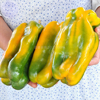 100 Rare Yellow Monster Sweet Pepper Seeds Giant Organic Vegetables Bd052H - $9.75