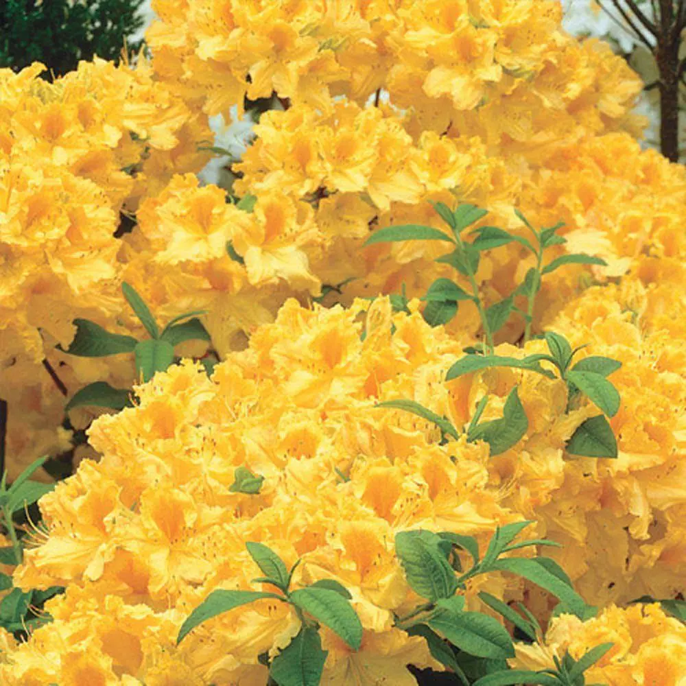 Golden Lights Azalea Rhododendron Well Rooted Starter Plant May Be Dorma... - £56.07 GBP
