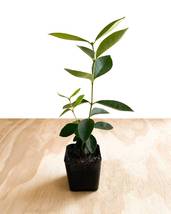 6-12&quot; Tall Live Plant - 2&quot; Pot Strawberry Guava Tree/Shrub (Cattley Guava) - $89.98