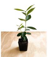 6-12&quot; Tall Live Plant - 2&quot; Pot Strawberry Guava Tree/Shrub (Cattley Guava) - £68.15 GBP