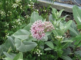 GIB Asclepias speciosa | Creek or Greek Milkweed | Showy Milkweed | 40 Seeds - £12.78 GBP