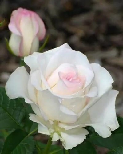 Fresh 10 White Soft Pink Rose Seeds Flower Bush Perennial Bloom Shrub Flower Gar - £8.80 GBP