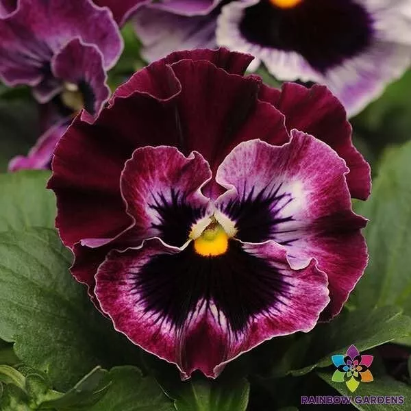 Seeds USA Seller 200 Frizzle Sizzle Raspberry Pansy Viola Seeds - £8.55 GBP