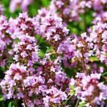 Wild Thyme 1000+ Seeds -Creeping THYME -Thymus Pulegioides, Groundcover Heirloom - £8.41 GBP
