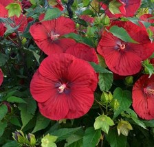 Honeymoon Red Hardy Hibiscus Heirloom Dinner Plate Size! 25 Seeds - £5.90 GBP