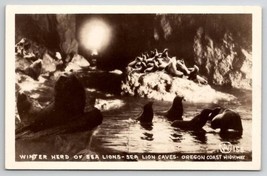 RPPC Winter Herd Of Sea Lions Sea Lion Cave Oregon Coast Highway Postcard B42 - £6.92 GBP