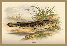 Burbot by A.F. Lydon - Art Print - £17.57 GBP+