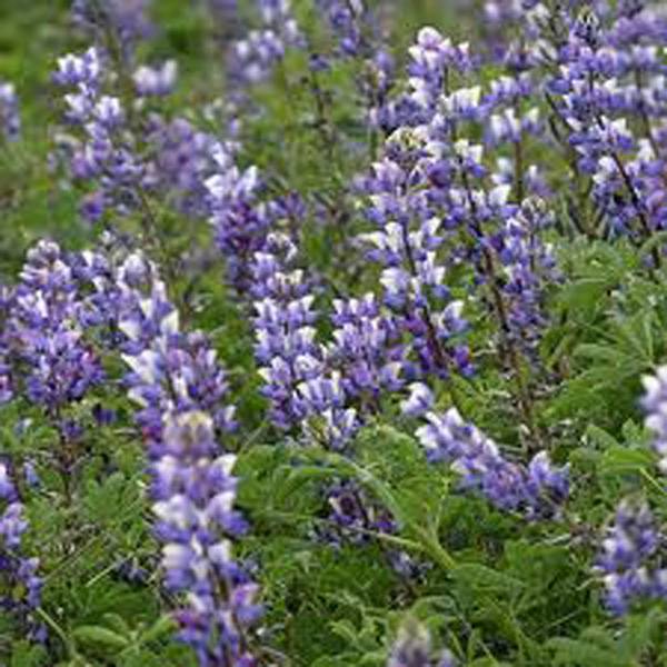 ARROYO LUPINE 500 SEEDS ORGANIC, BEAUTIFUL PURPLE FLOWERS