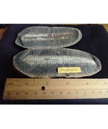 Mazon Creek Large Pecopteris Unita Fossil - $129.03 CAD