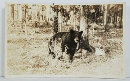 RPPC Black Bear Jasper National Park Canadian Railways Postcard N20 - $7.95