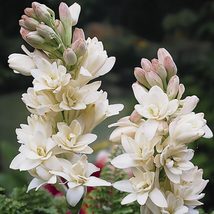 Fragrant Polianthes tuberosa, Polyanthus lily 10 small bulbs - £16.09 GBP