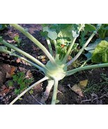 Kohlrabi Seed Early White Vienna Heirloom Non GMO 100 Seeds Fast Grow - $210.90 MXN