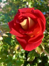 Item image 1 image 1