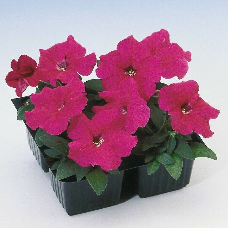 Primary image for GIB Petunia MultifloraRose 25 Seeds