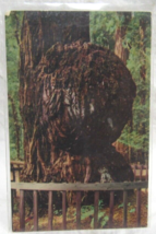 Vester Dick Mirro-Krome Postcard Giant Burl Big Tree Park Santa Cruz CA SC-112 - £2.40 GBP