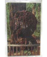 Vester Dick Mirro-Krome Postcard Giant Burl Big Tree Park Santa Cruz CA ... - £2.33 GBP