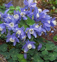 10 Pc Seeds Aquilegia Flabellata Flower Plant, Fan Columbine Seeds for Planting - £19.98 GBP
