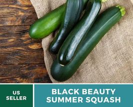 25Pcs Zucchini Black Beauty Summer Squash Seeds Heirloom Cucurbita pepo Seed - £15.49 GBP
