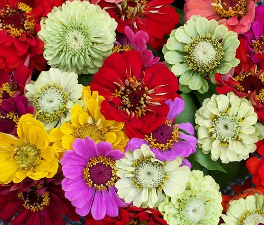 Zinnia Pumila Mixed Colors Zinnia Elegans 25000 Bulk Seeds Fresh Seeds - $299.98