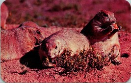 Chubby Prarie Dogs Cute Devils Tower Monument Wyoming WY UNP Chrome Postcard T16 - $4.42