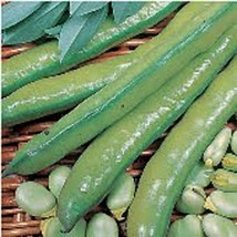 Aquadulce Fava Beans Seeds Fresh Seeds USA - $16.79