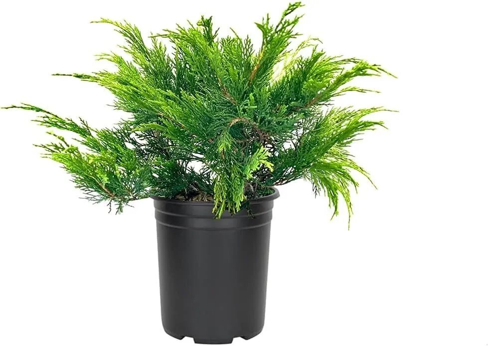 Monna Juniper Sierra Spreader Live Plants Juniperus - £50.63 GBP
