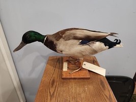 J237 Domestic Pen Raised  Mallard Drake Duck Bird Mount Taxidermy - £174.15 GBP